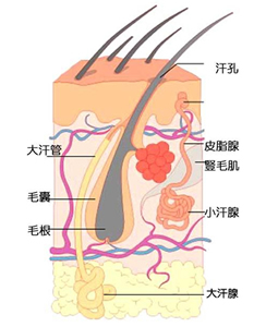腋嗅